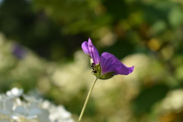 Professional Pest Control in Hendersonville, NC