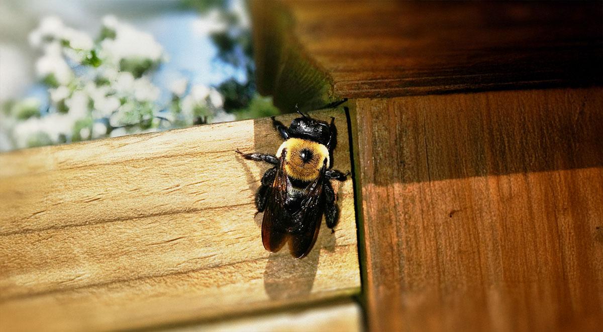 Understanding Carpenter Bee Prevention and Treatment in WNC